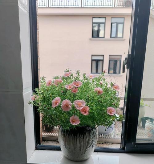封阳台不死的花是什么花？哪些植物适合封闭阳台？