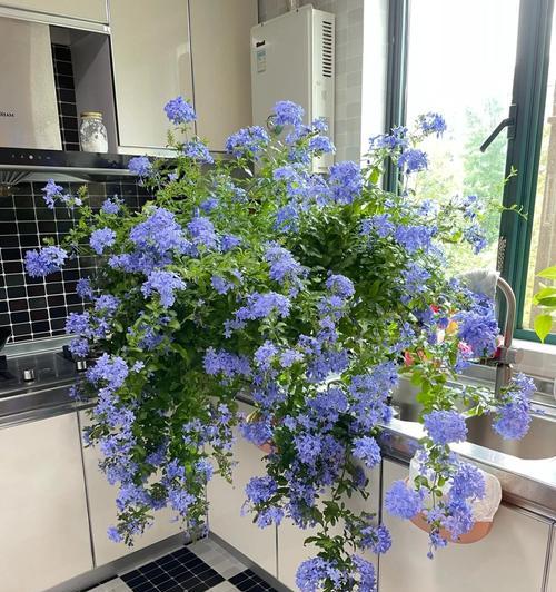 封阳台不死的花是什么花？哪些植物适合封闭阳台？