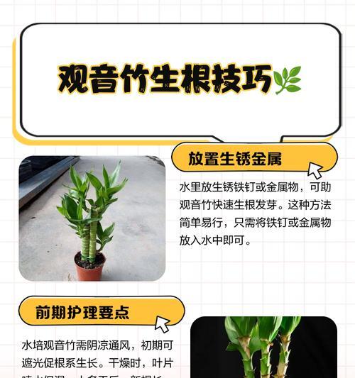 观音竹叶子发黄的解决方法是什么？