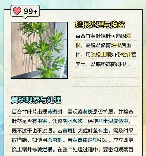 观音竹叶子发黄的解决方法是什么？