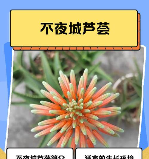 君子兰和白掌芦荟的养护方法是什么？