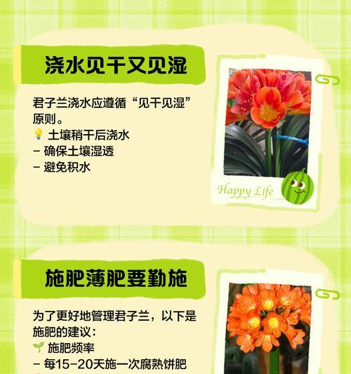 君子兰和白掌芦荟的养护方法是什么？