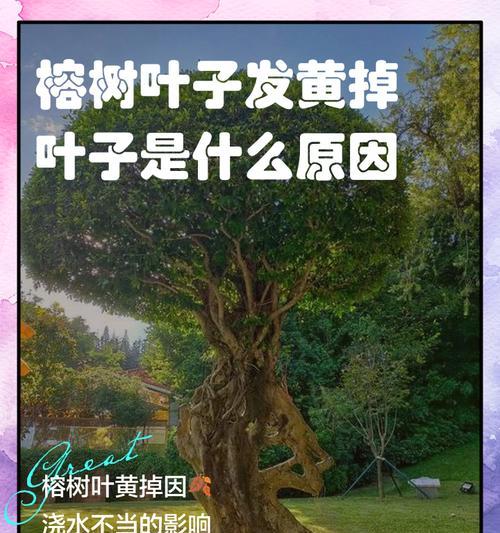 樟树叶子发黄的可能原因及解决措施是什么？