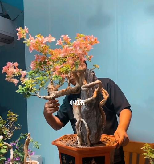 如何制作圆形三角梅盆景？
