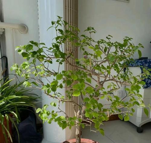 如何制作圆形三角梅盆景？