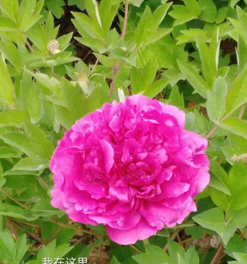 金环花代表了什么？它们的花语有哪些特点？