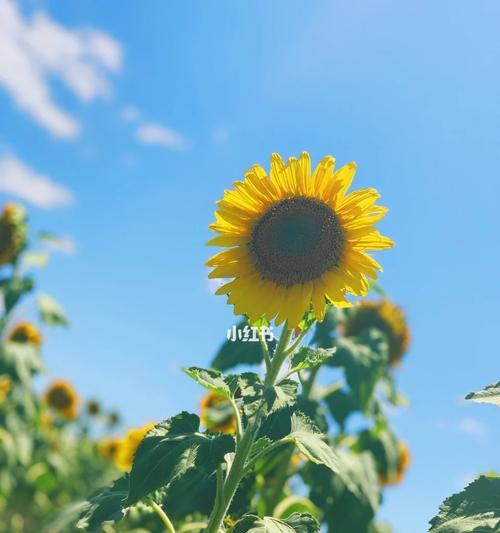 金环花代表了什么？它们的花语有哪些特点？
