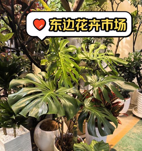哪些花卉带有不吉利的含义？