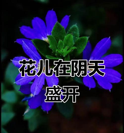 蓝色花与一扇打开的窗象征着什么？