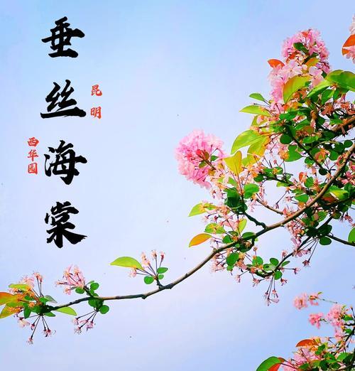 苹果花的花语及其象征意义是什么？