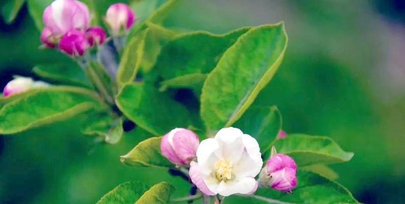 苹果花的花语及其象征意义是什么？