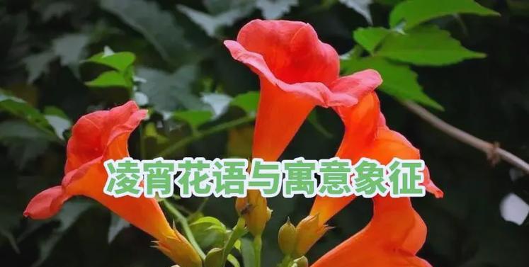 苹果花的花语及其象征意义是什么？