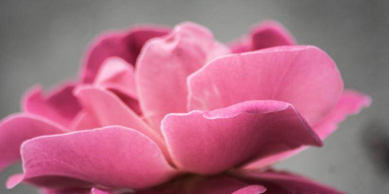 桌面摆放的花的含义是什么？桌面摆放花的意义是什么？