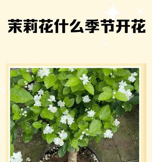 花卉开花时间的象征意义是什么？