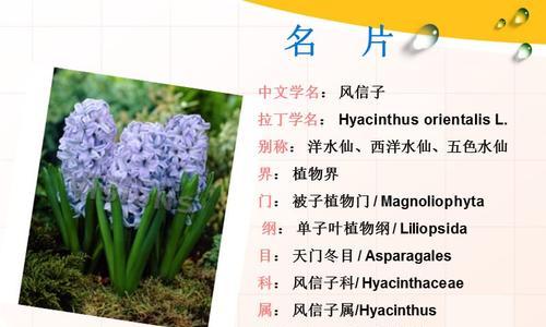 风信子花语深层含义有哪些？