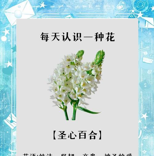百合花语是什么？纯洁与祝福的象征！