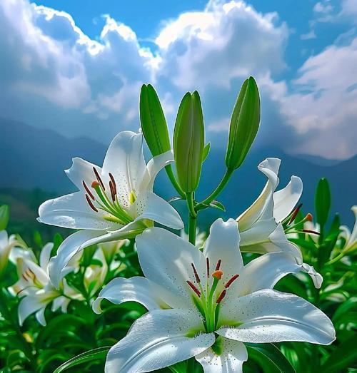 百合花语是什么？纯洁与祝福的象征！