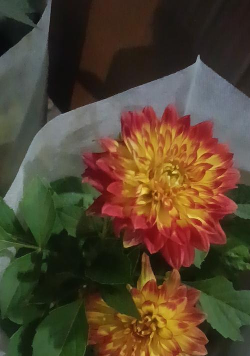 伟大的母爱的花有哪些？