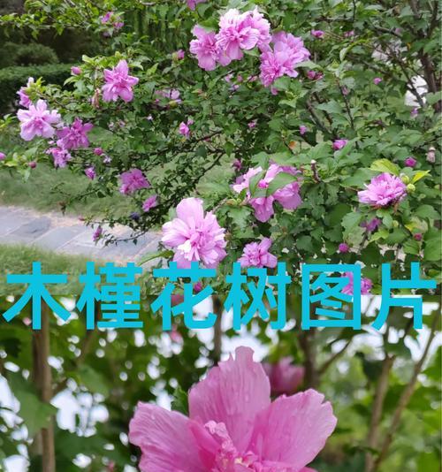褐色的花象征什么？褐色花朵的象征意义有哪些？