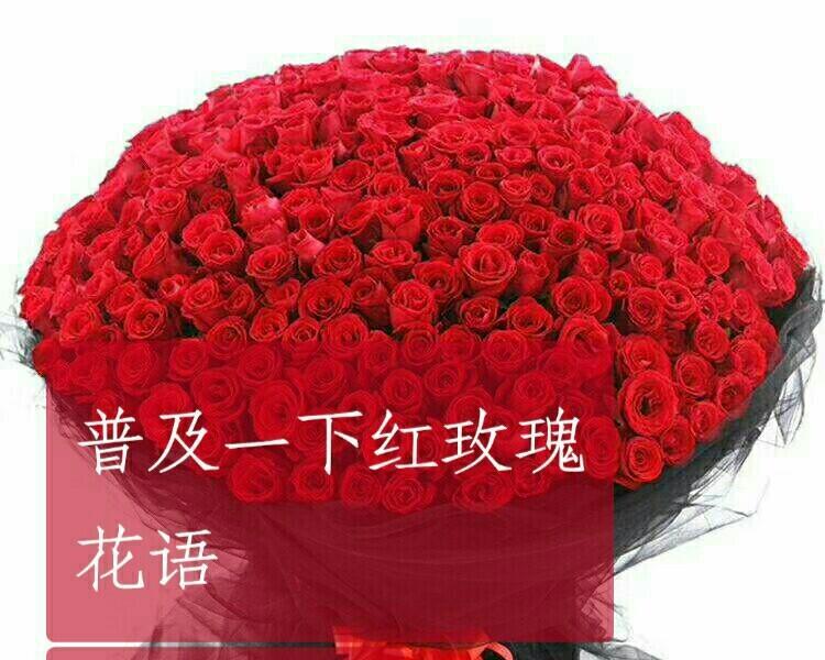 红色玫瑰花语是什么？它代表了哪些浪漫含义？