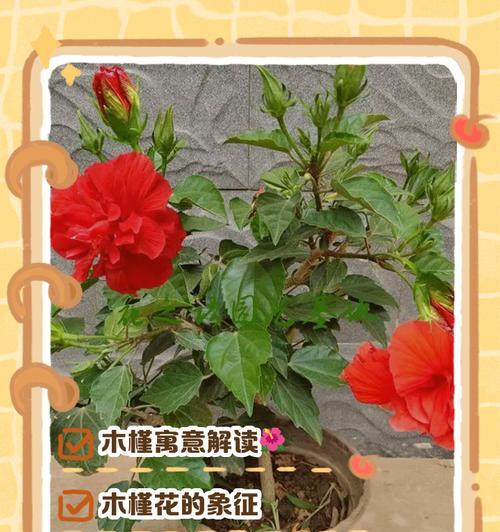 木槿花的花语象征意义？它代表了什么？