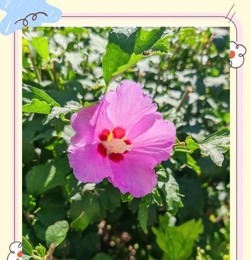 木槿花的花语象征意义？它代表了什么？