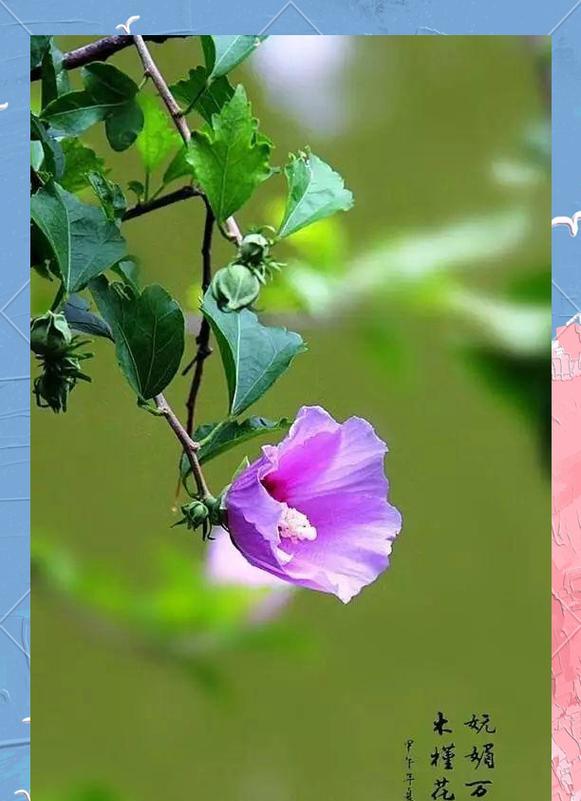 木槿花的花语象征意义？它代表了什么？