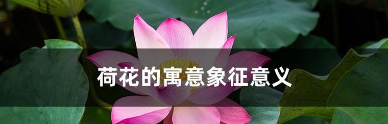三十三支花的象征意义及其寓意是什么？