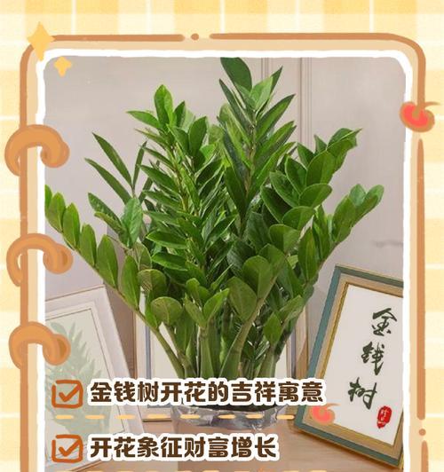 三十三支花的象征意义及其寓意是什么？