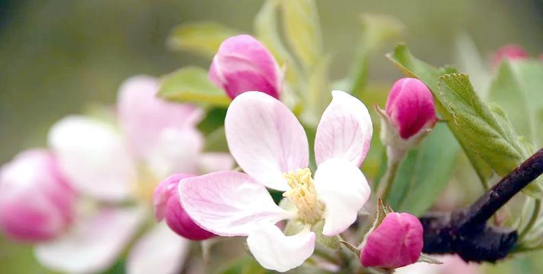 苹果花象征陷阱的原因是什么？花语背后的含义是什么？