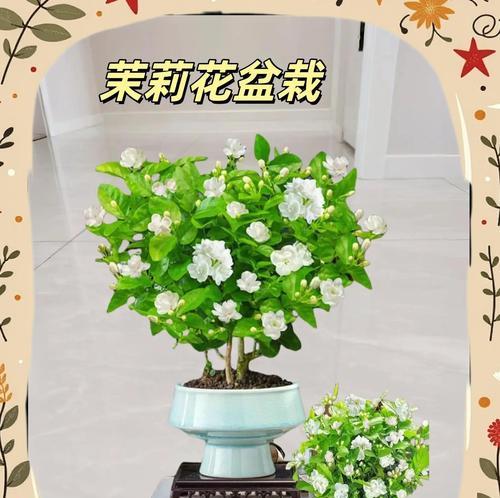 哪些花的寓意与茉莉花相似？