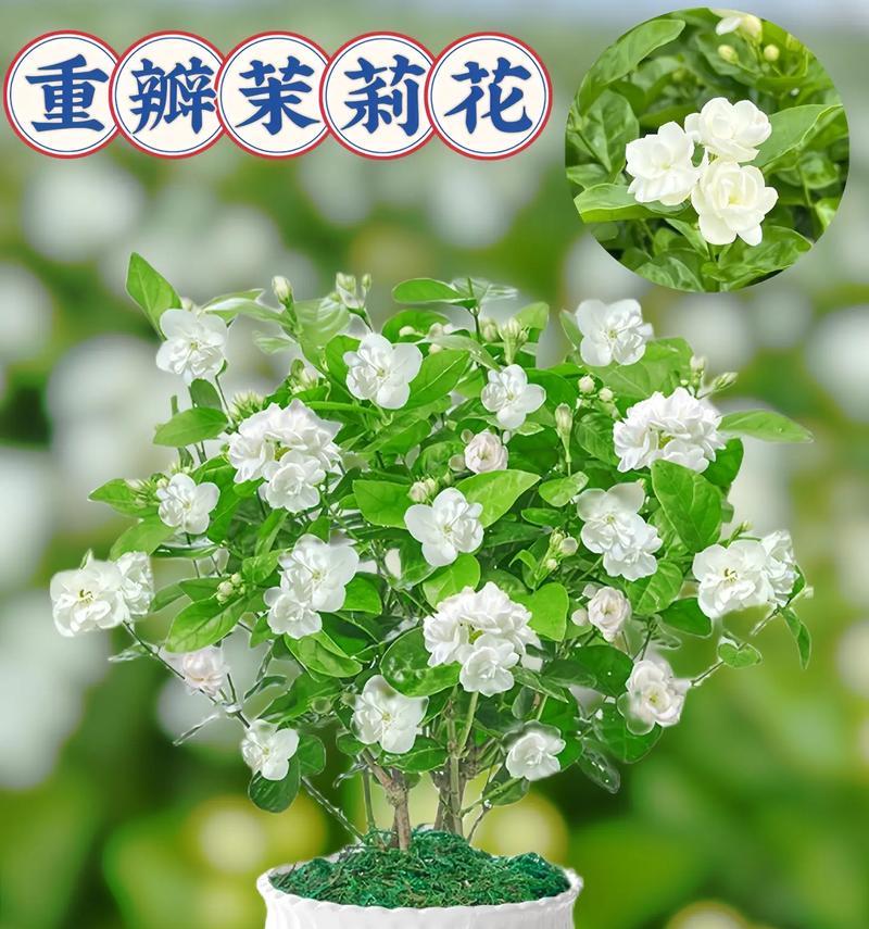 哪些花的寓意与茉莉花相似？