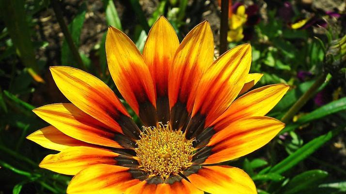 彩色花的主题象征意义是什么？彩色花在文化中象征着什么？