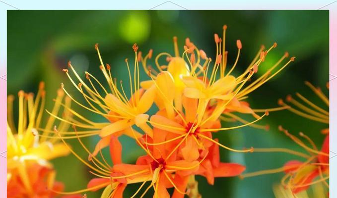 无忧花的象征意义是什么？无忧花花语代表了什么含义？