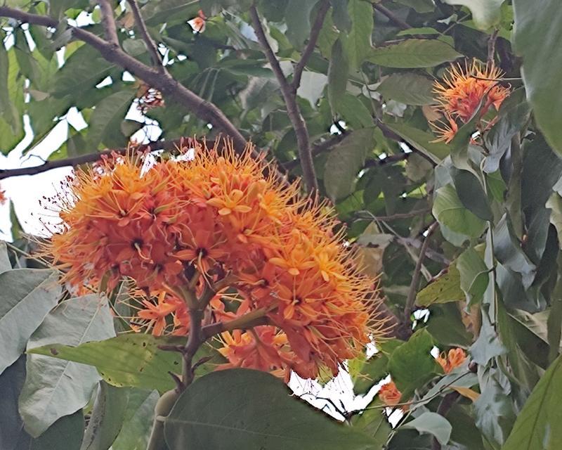 无忧花的象征意义是什么？无忧花花语代表了什么含义？