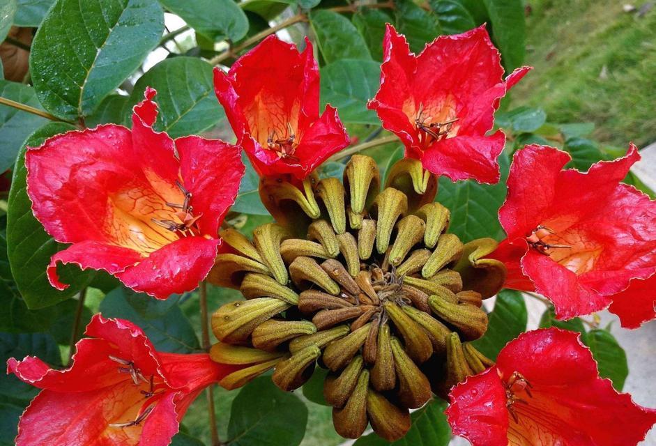 无忧花的象征意义是什么？无忧花花语代表了什么含义？