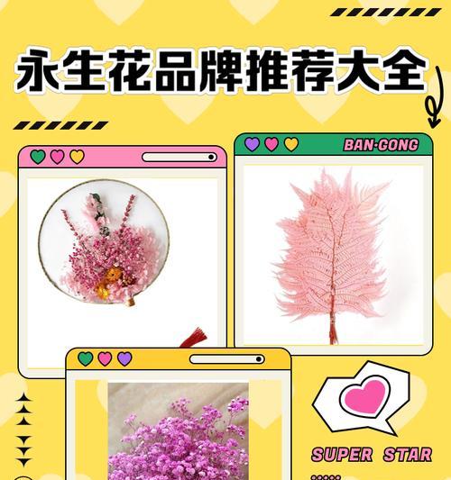 白色永生花的寓意是什么？