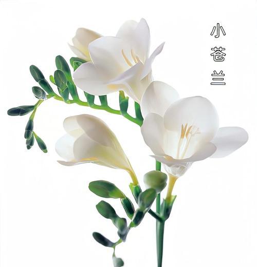 白色永生花的寓意是什么？