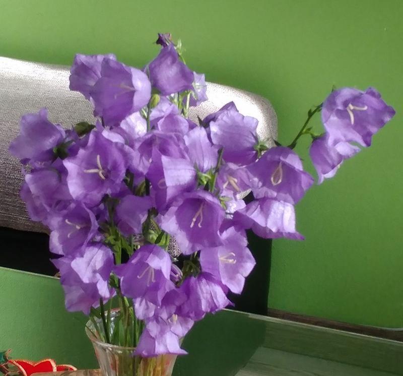双鱼座的幸运花有哪些？它们的寓意是什么？