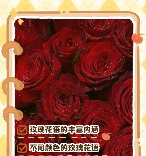 哪些玫瑰花寓意分开？它们的花语是什么？