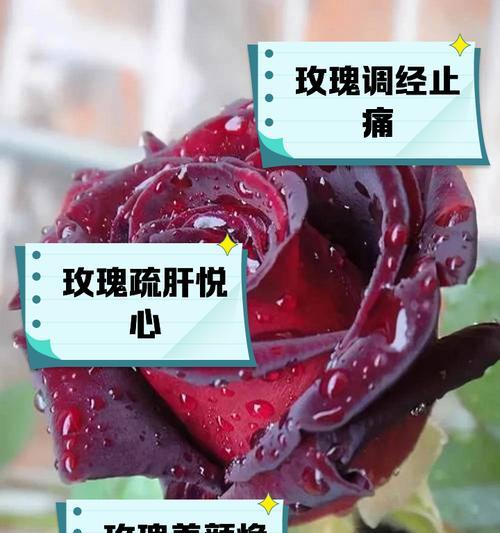 玫瑰花的两层含义是什么？象征意义有哪些？