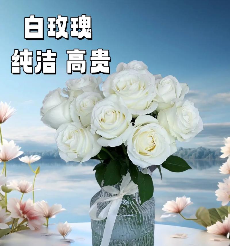 白玫瑰象征什么？花语有哪些含义？