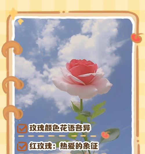 玫瑰花语颜色的含义及其不同颜色的区别是什么？