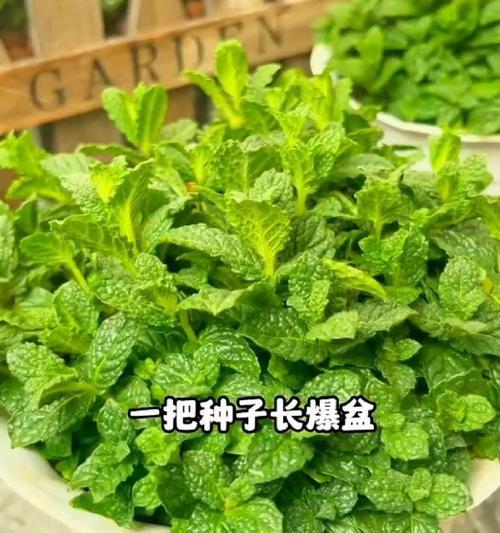 薄荷花语有哪些寓意？薄荷的种植和养护技巧是什么？