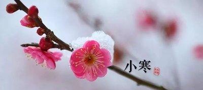 粉色芦苇花的含义是什么？