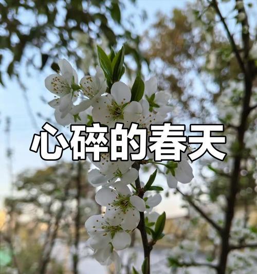 寓意萧条的花有哪些？它们如何传达悲伤与失落？