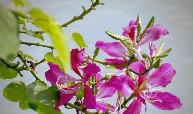 哪种花象征兄弟情谊？兄弟情谊的花有哪些？