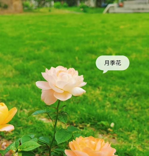 神话中寓意美好的花有哪些？镇宅花的寓意和花语是什么？