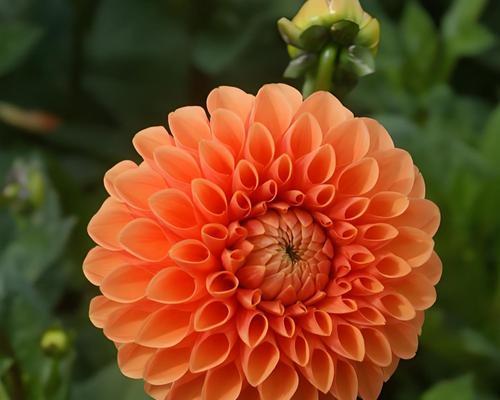 橙色花朵的寓意是什么？橙色花朵象征着什么？