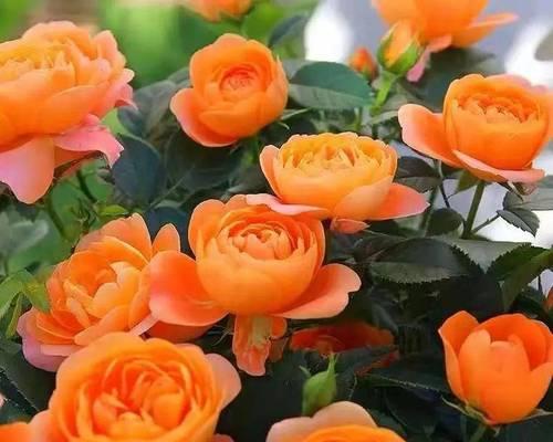 橙色花朵的寓意是什么？橙色花朵象征着什么？